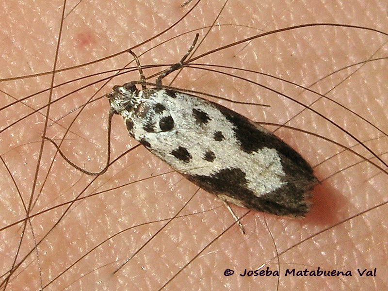 Ethmia quadrillella - Elachistidae